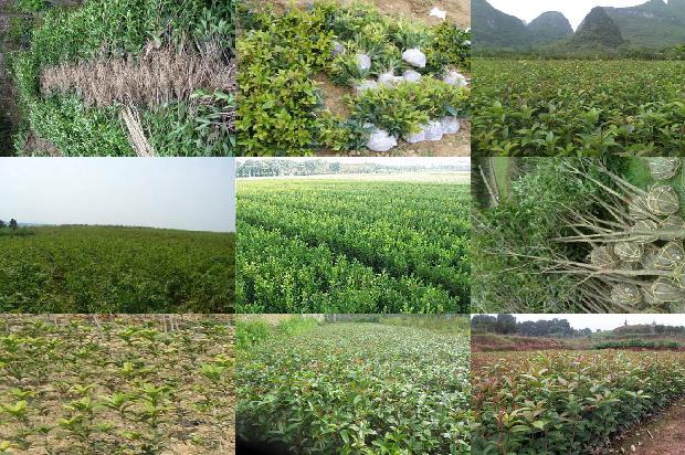 桂花树价格[加强桂花树规范化采样和病毒检测 降低潜隐和危险性病毒对我国苹果产业的危害风险]1667533204028