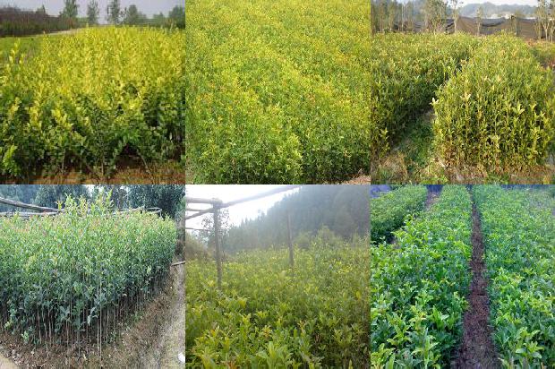 桂花树价格[加强桂花树规范化采样和病毒检测 降低潜隐和危险性病毒对我国苹果产业的危害风险]1667533204039
