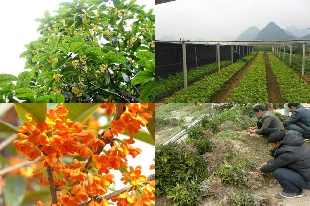 桂花树价格-试论无公害秋桂花的种植技术1668312816247