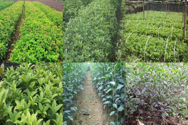 桂花树价格[苦味评价系统的建立及其在桂花树脱苦效果评价方面的应用]1668930654613
