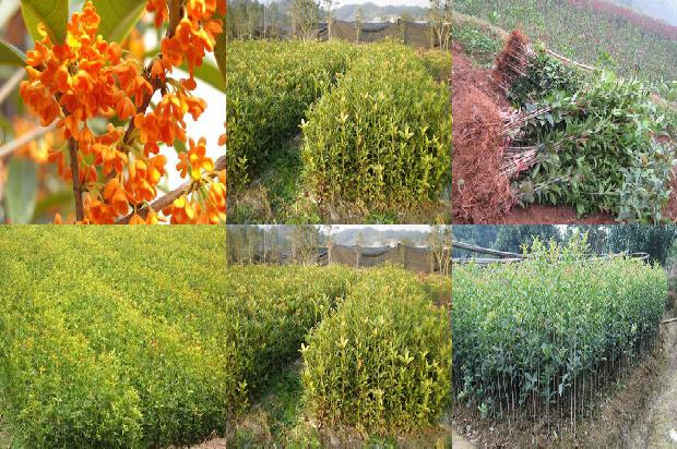 桂花树价格:桂花树病虫害及其防治措施1669702727000