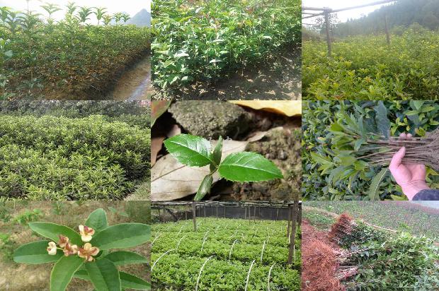 桂花树价格-幼龄桂花树园套种大豆栽培技术1669786942315