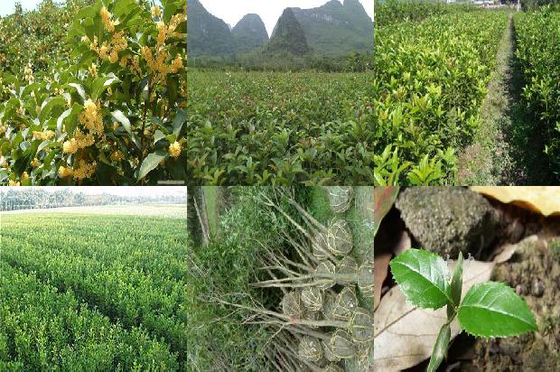 桂花树价格-幼龄桂花树园套种大豆栽培技术1669786942337
