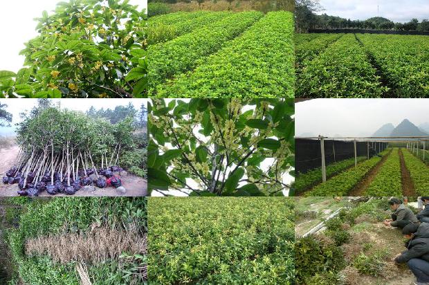 桂花树价格_脱水桂花加工工艺1669873540843