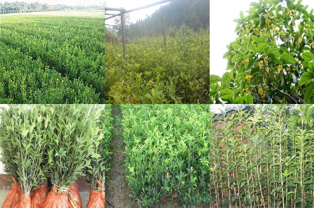 桂花树价格_脱水桂花加工工艺1669873540887