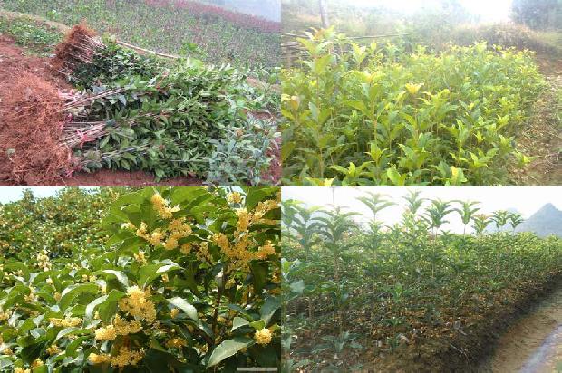 桂花树价格「新军屯镇桂花树种植模式的转变」1669960310304