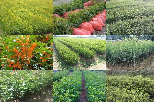 桂花树价格「新军屯镇桂花树种植模式的转变」1669960310337