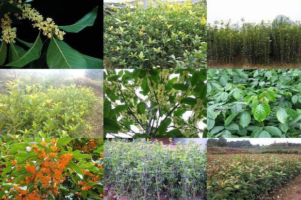 桂花树价格(甜桂花授粉与花果管理技术)1670371830252