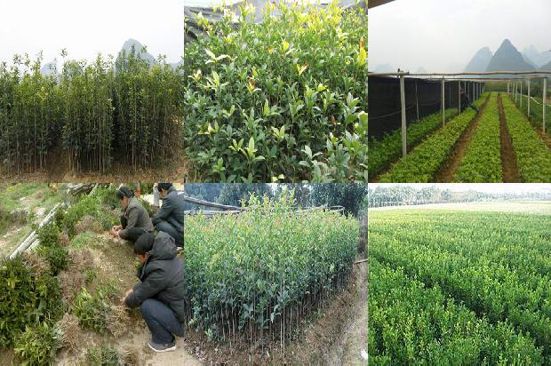 桂花树价格(甜桂花授粉与花果管理技术)1670371830263