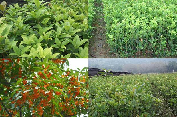 桂花树价格-合浦县大棚桂花树秋延后栽培主要技术分析1670631043725
