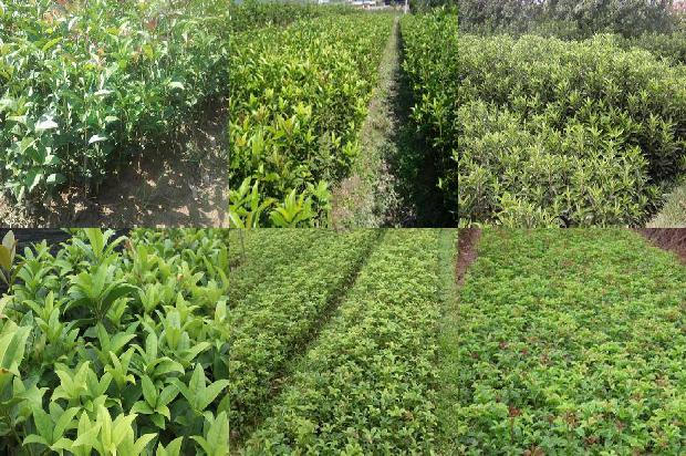 桂花树价格-合浦县大棚桂花树秋延后栽培主要技术分析1670631043736
