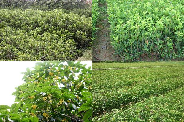 桂花树价格_和县桂花在腾飞1670717460122