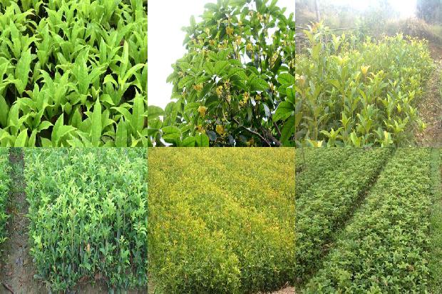 桂花树价格(无籽西瓜果实不同部位维生素Ｃ和桂花红素含量测定)1670803824818