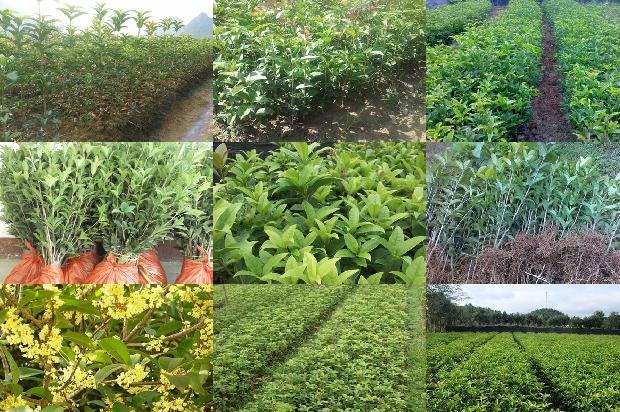桂花树价格(无籽西瓜果实不同部位维生素Ｃ和桂花红素含量测定)1670803824829