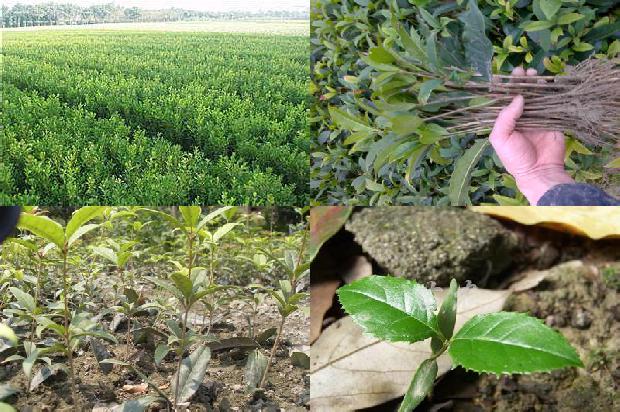 桂花树价格(无籽西瓜果实不同部位维生素Ｃ和桂花红素含量测定)1670803824840