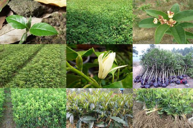 桂花树价格(无籽西瓜果实不同部位维生素Ｃ和桂花红素含量测定)1670803824852