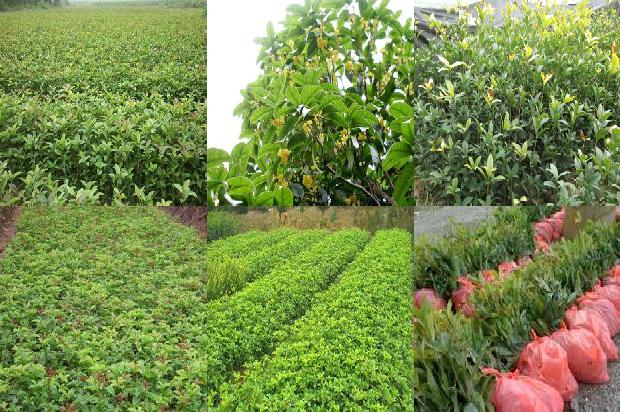 桂花树价格(无籽西瓜果实不同部位维生素Ｃ和桂花红素含量测定)1670803824863