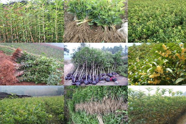 桂花树价格(无籽西瓜果实不同部位维生素Ｃ和桂花红素含量测定)1670803824873