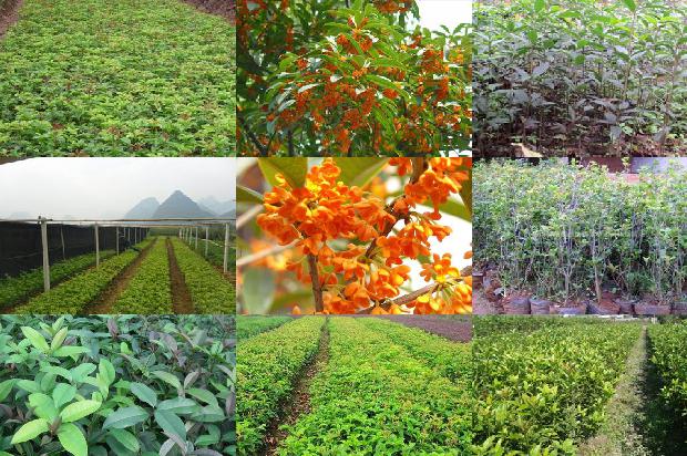 桂花树价格(无籽西瓜果实不同部位维生素Ｃ和桂花红素含量测定)1670803824887