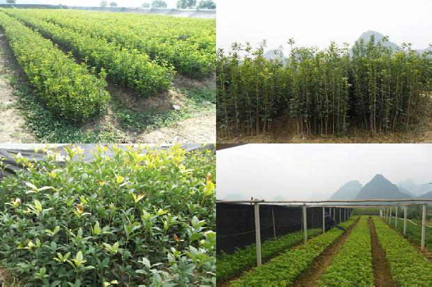 桂花树价格(园林绿化建设中桂花树的若干问题思考)1670900543216