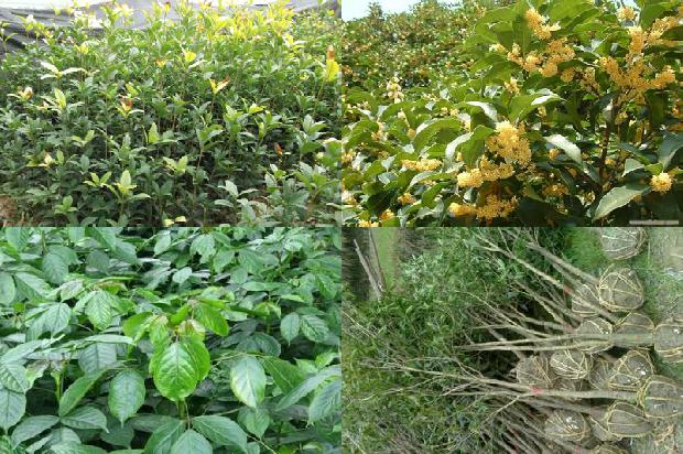 桂花树价格:桂花树、鹦鹉螺和盘子1671149436475