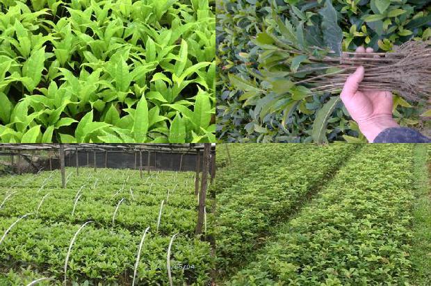 桂花树价格_3个常见甜桂花砧木性状介绍1671495040743