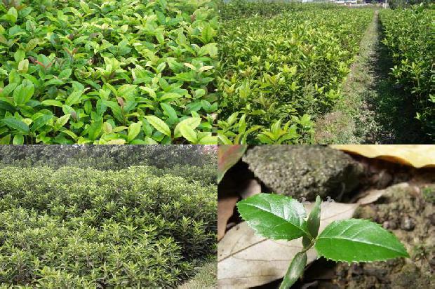 桂花树价格_3个常见甜桂花砧木性状介绍1671495040754
