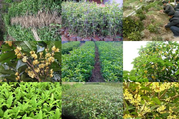 桂花树价格_3个常见甜桂花砧木性状介绍1671495040766