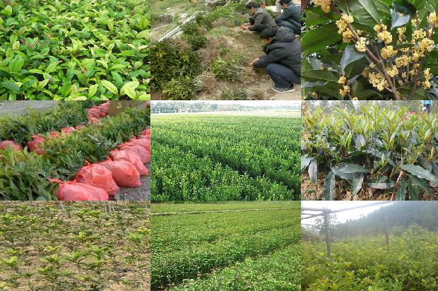 桂花树价格_3个常见甜桂花砧木性状介绍1671495040777
