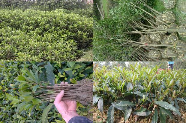 桂花树价格(桂花优质丰产栽培技术)1671667864391