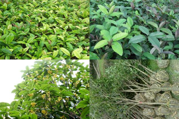桂花树价格(棚室桂花烟雾剂的使用方法及药害补救措施)1672013437299