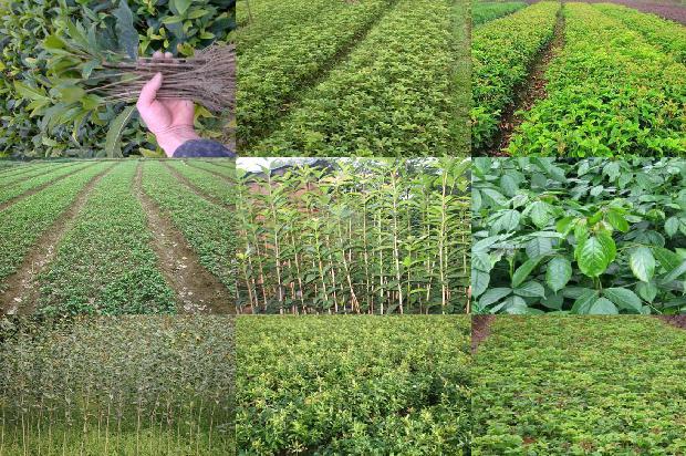 桂花树价格(棚室桂花烟雾剂的使用方法及药害补救措施)1672013437311