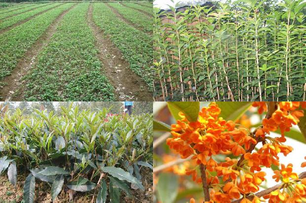 桂花树价格(棚室桂花烟雾剂的使用方法及药害补救措施)1672013437335