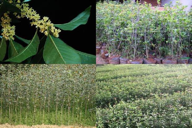 桂花树价格_设施种植大桂花的问题探讨1672359045223