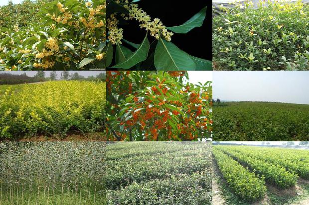 桂花树价格_设施种植大桂花的问题探讨1672359045246