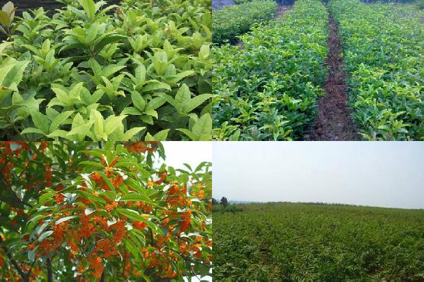 桂花树价格_设施种植大桂花的问题探讨1672359045270