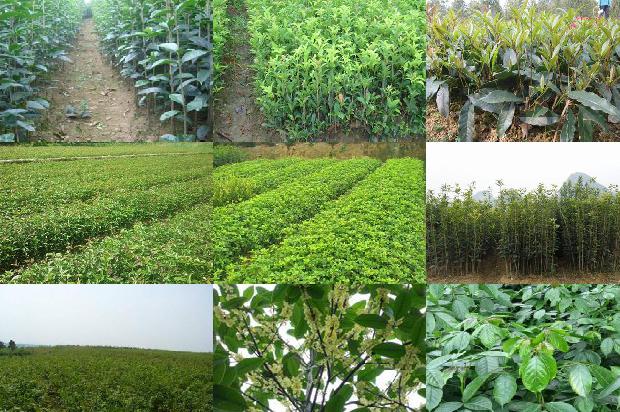 桂花树价格_设施种植大桂花的问题探讨1672359045281