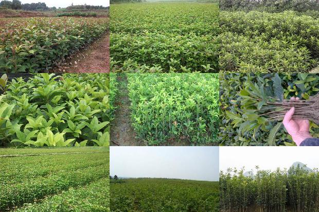 桂花树价格_设施种植大桂花的问题探讨1672359045292