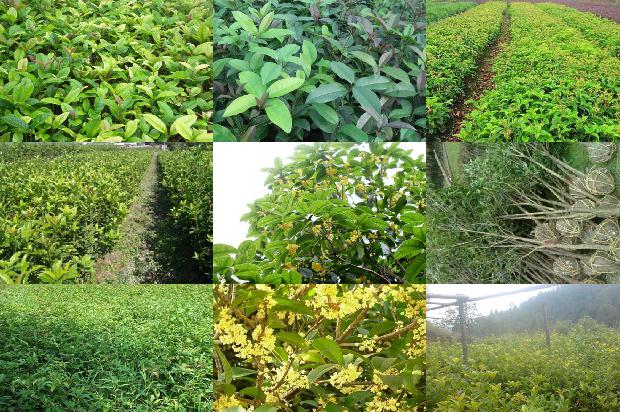 桂花树价格_设施种植大桂花的问题探讨1672359045303