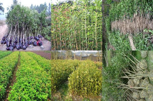 桂花树价格:桂花抗性基因Ty-2和Ph-3多重PCR的检测应用1672445477211