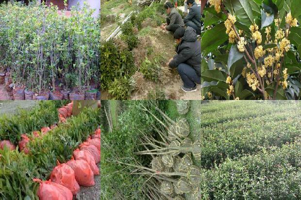 桂花树价格:桂花抗性基因Ty-2和Ph-3多重PCR的检测应用1672445477223