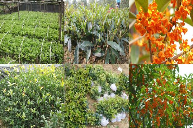 桂花树价格:桂花抗性基因Ty-2和Ph-3多重PCR的检测应用1672445477245