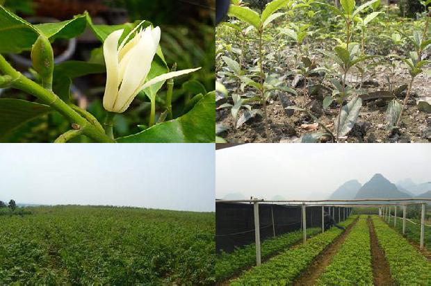 桂花树价格:桂花抗性基因Ty-2和Ph-3多重PCR的检测应用1672445477279