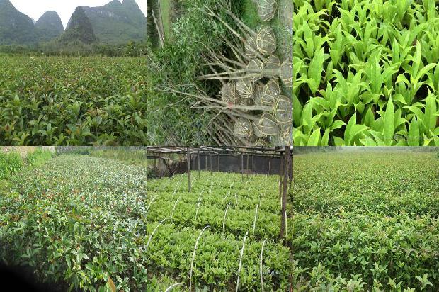 桂花树价格-浅谈桂花树病虫害的防治1672618255377
