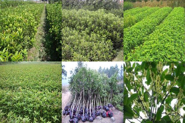 桂花树价格(关于有机肥在桂花树栽培中的施用技术分析)1672791056645