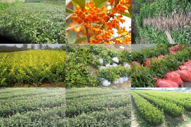 桂花树价格_桂花怎样安全越夏1672877442506
