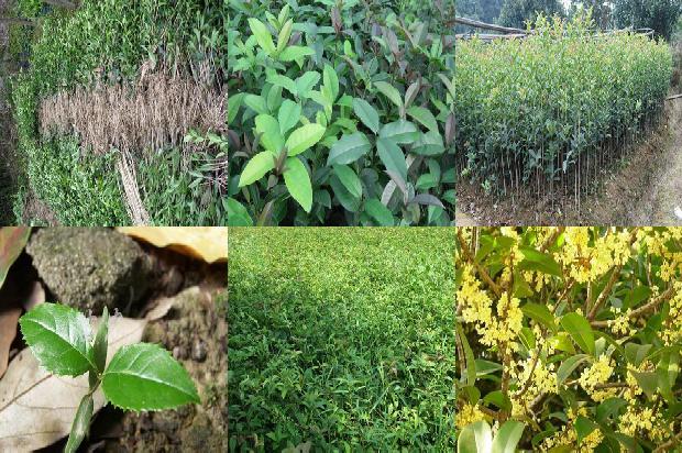 桂花树价格_桂花怎样安全越夏1672877442539