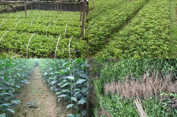 桂花树价格(探究桂花农药残留快速检测技术及常见问题与对策)1673066810157