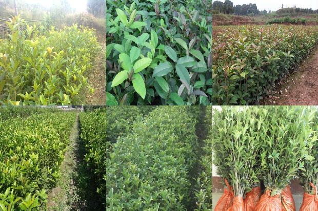 桂花树价格-有机肥在保护地桂花种植中的应用1673223086849