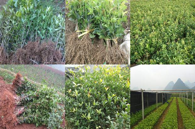 桂花树价格-有机肥在保护地桂花种植中的应用1673223086872